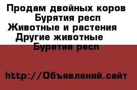 Продам двойных коров - Бурятия респ. Животные и растения » Другие животные   . Бурятия респ.